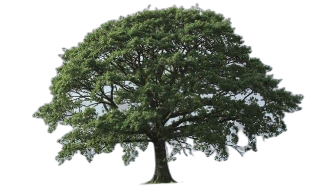 Giller LLC Oak Tree
